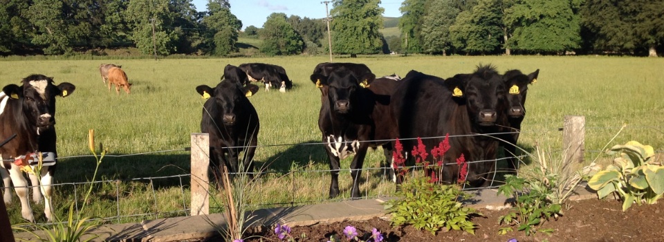 young cattle in grass field adjoining garden