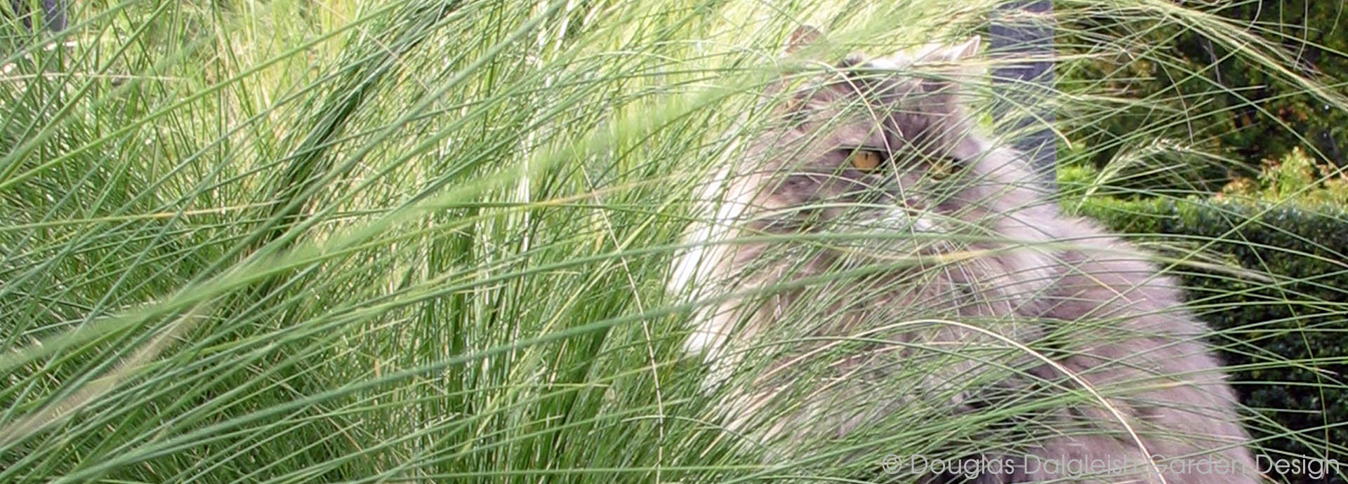 long haired cat in long haired grass