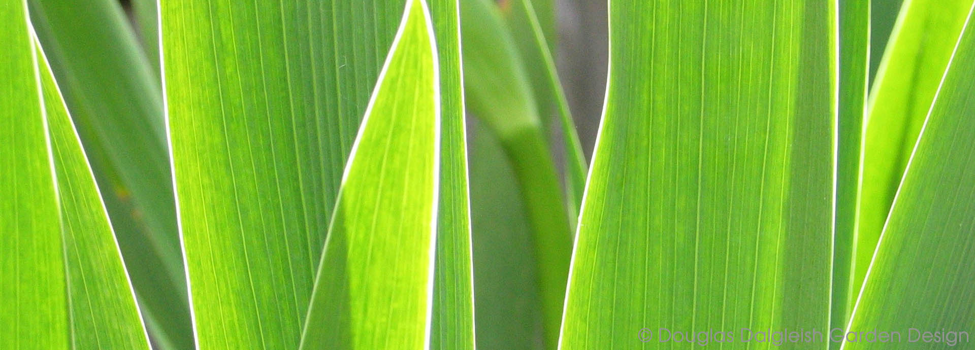 sunlit iris foliage