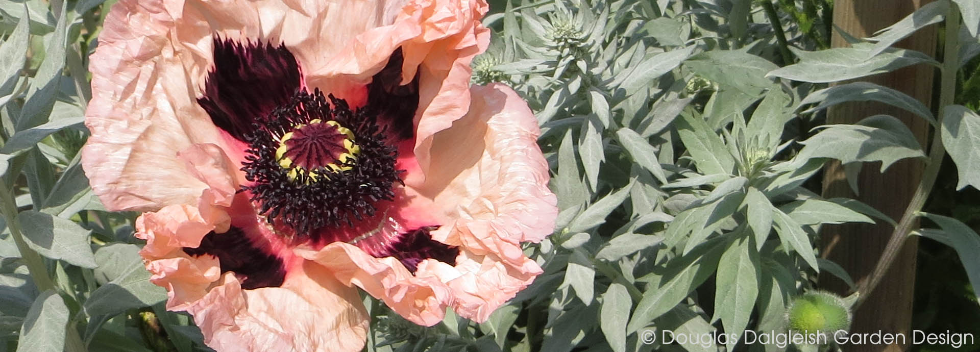 pink poppy flower